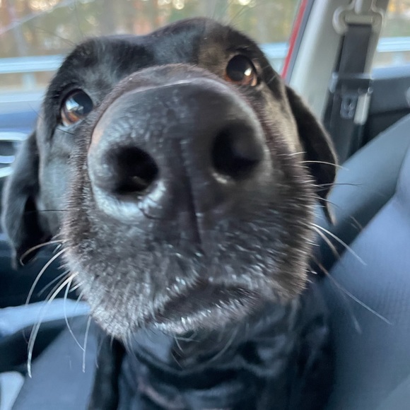 Meet your Posher, Danielle - Picture 6 of 7